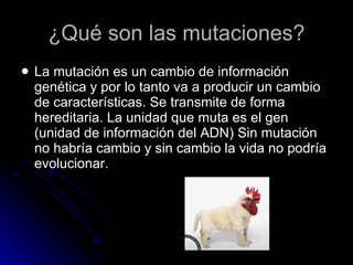 ¿Qué son las mutaciones? La mutación es un cambio de información genética y por lo tanto va a producir un cambio de características. Se transmite de forma hereditaria. La unidad que muta es el gen (unidad de información del ADN) Sin mutación no habría cambio y sin cambio la vida no podría evolucionar. 