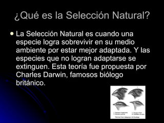 ¿Qué es la Selección Natural? La Selección Natural es cuando una especie logra sobrevivir en su medio ambiente por estar mejor adaptada. Y las especies que no logran adaptarse se extinguen. Esta teoría fue propuesta por Charles Darwin, famosos biólogo británico. 