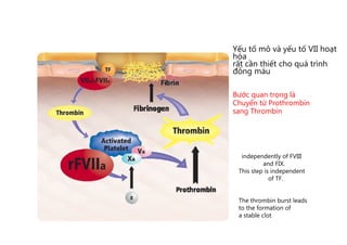 Yếu tố mô và yếu tố VII hoạt 
hóa 
rất cần thiết cho quá trình 
đông máu 
Bước quan trọng là 
Chuyển từ Prothrombin 
sang Thrombin 
independently of FVIII 
and FIX. 
This step is independent 
of TF. 
The thrombin burst leads 
to the formation of 
a stable clot 
 