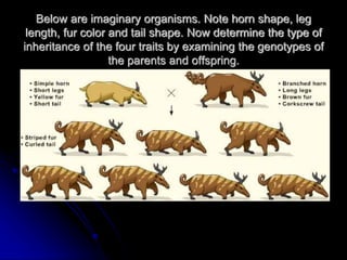 Below are imaginary organisms. Note horn shape, leg
length, fur color and tail shape. Now determine the type of
inheritance of the four traits by examining the genotypes of
the parents and offspring.
 