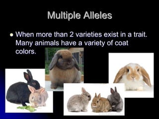 Multiple Alleles
 When more than 2 varieties exist in a trait.
Many animals have a variety of coat
colors.
 
