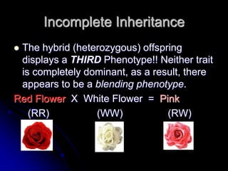 Incomplete Inheritance
 The hybrid (heterozygous) offspring
displays a THIRD Phenotype!! Neither trait
is completely dominant, as a result, there
appears to be a blending phenotype.
Red Flower X White Flower = Pink
(RR) (WW) (RW)
 