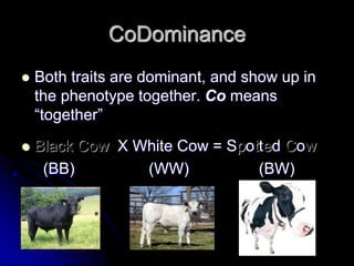 CoDominance
 Both traits are dominant, and show up in
the phenotype together. Co means
“together”
 Black Cow X White Cow = Spotted Cow
(BB) (WW) (BW)
 