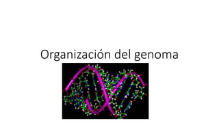 Organización del genoma
 