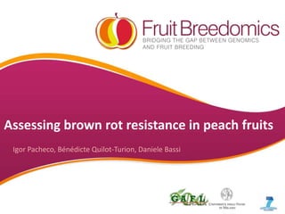 YOUR LOGO
Assessing brown rot resistance in peach fruits
Igor Pacheco, Bénédicte Quilot-Turion, Daniele Bassi
 