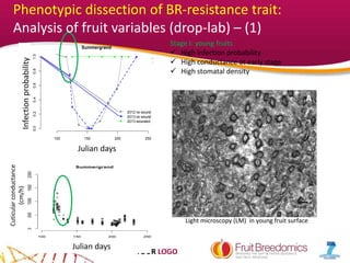 YOUR LOGO
A
50 µm
Light microscopy (LM) in young fruit surface
julian days
Infectionprobability
100 150 200 250
0.00.20.40.60.81.0
2012 no wound
2013 no wound
2013 wounded
Summergrand
tabCinet$jul
tabCinet$probafin 100 150 200 250
Zephyr
Infectionprobability
Julian days
julian days
cuticularconductance(cm/h)
100 150 200 250
0500100015002000
Summergrand
100 150 200 250
Zephyr
Julian days
Cuticularconductance
(cm/h)
Stage I: young fruits
 High infection probability
 High conductance at early stage
 High stomatal density
Phenotypic dissection of BR-resistance trait:
Analysis of fruit variables (drop-lab) – (1)
 