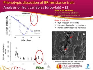YOUR LOGOjulian days
cuticularconductance(cm/h)
100 150 200 250
0500100015002000
Summergrand
100 150 200 250
Zephyrjulian days
Infectionprobability
100 150 200 250
0.00.20.40.60.81.0
2012 no wound
2013 no wound
2013 wounded
Summergrand
tabCinet$jul
tabCinet$probafin
100 150 200 250
Zephyr
Infectionprobability
Julian days
B
Scan electron microscopy (SEM) of fruit
surface nectarine at maturity
Stage II: pit hardening
 Low infection probability
 Low cuticular conductance
 Max. wax layer
Stage III: maturity
 High infection probability
 Increase of cuticular conductance
 Increase of microcracks incidence
Cuticularconductance
(cm/h)
Phenotypic dissection of BR-resistance trait:
Analysis of fruit variables (drop-lab) – (3)
 