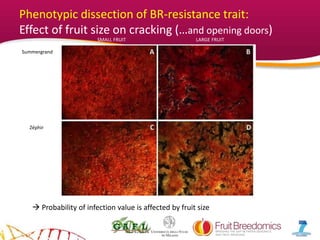 YOUR LOGO
Phenotypic dissection of BR-resistance trait:
Effect of fruit size on cracking (…and opening doors)
 Probability of infection value is affected by fruit size
Summergrand
Zéphir
SMALL FRUIT LARGE FRUIT
 