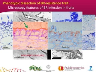 YOUR LOGO
• Qualitative relationship BR resistance and fungal colonization on
fruit tissue
• Effects of pathogen colonization on fruit tissue of cultivars with
contrasting BR-resistance
• Morphology of physical fruit barriers (e.g., µcracks, cuticle,
epidermis)
Phenotypic dissection of BR-resistance trait:
Microscopy features of BR infection in fruits
Bolinha - 48 hpi Zéphir - 48 hpi
 