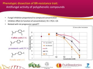 YOUR LOGO
• Fungal inhibition proportional to compound concentration
• Inhibitor effect (in function of concentration): FA > PCA > CA
• Related with rot progression speed??
*
*
*7
9
11
13
15
17
19
21
Colonydiameter(mm)
eau stérile
1% éthanol
CA
PCA
FA
0,1 0,5 1 2
Concentration (mM)
72 hours after inoculation
Caffeic acid [CA]
p-coumaric acid [PCA]
Ferulic acid [AF]
Phenotypic dissection of BR-resistance trait:
Antifungal activity of polyphenolic compounds
 