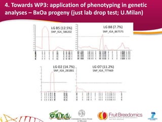 YOUR LOGO
4. Towards WP3: application of phenotyping in genetic
analyses – BxOa progeny (just lab drop test; U.Milan)
 