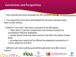 YOUR LOGO
Conclusions and Perspectives
• Two methods have been developed for BR resistance scoring.
• Four populations have been phenotyped for two years and phenotypic
data is under analysis
• Different “sub-traits” have been associated to the BR impact:
• “open doors” (cuticular conductance and stomata number) are
associated to infection probability
• sample factors (maturity index and fruit size) affect the extent of open
doors
• rot progression speed can be affected by polyphenol composition in
cuticle, epidermis and flesh
• different sub-traits could be pyramided to generate more BR-resistant
cultivars
 