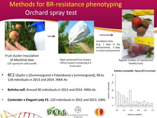 YOUR LOGO
Paper-protected fruit clusters
+3fruit clusters containing 3-6
fruits each
Fruit cluster inoculation
of Monilinia laxa
(105 spores/ml until runoff)
incubation time
(e.g. 7 days in dry
environment; 3 days
in moist environment)
Methods for BR-resistance phenotyping
Orchard spray test
Register number of infected and
healthy fruits
Infection probability - Drop 2014 (lab)
Infection probability
Numberofgenotypes
0.0 0.2 0.4 0.6 0.8 1.0
01020304050
Infection probability - Spray 2014 (orchard)
Infection probability
Numberofgenotypes
0.0 0.2 0.4 0.6 0.8 1.0
010203040
• BC2 (Zephir x [(Summergrand x P.davidiana) x Summergrand]; 98 to
118 individuals in 2013 and 2014. INRA-Av
• Bolinha-self. Around 90 individuals in 2013 and 2014. INRA-Av
• Contender x Elegant Lady F2. 120 individuals in 2012 and 2013. UMIL
 
