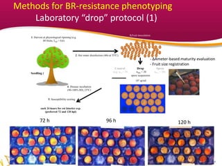 YOUR LOGO
2. Hot water disinfection (40s at 55ºC).
Control Drop Spray
(e.g. nCi = 10 nSKi = 20 nFLi = 20)
4. Disease incubation
(90-100% RH, 25ºC)
5. Susceptibility scoring
spore suspension
1. Harvest at physiological ripening (e.g.
60 fruits, IAD < 0,6)
3.Fruit inoculation
Seedling i
105 sp/ml
each 24 hours for rot kinetics exp.
(preferred 72 and 120 hpi)
- ∆Ameter-based maturity evaluation
- Fruit size registration
72 h 96 h 120 h
Methods for BR-resistance phenotyping
Laboratory “drop” protocol (1)
 