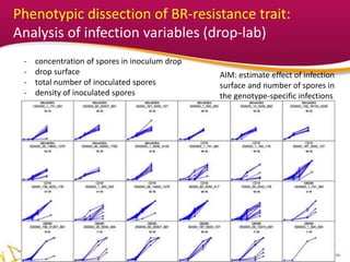 YOUR LOGO
Phenotypic dissection of BR-resistance trait:
Analysis of infection variables (drop-lab)
- concentration of spores in inoculum drop
- drop surface
- total number of inoculated spores
- density of inoculated spores
AIM: estimate effect of infection
surface and number of spores in
the genotype-specific infections
 