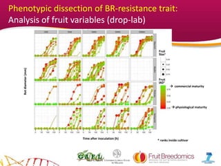 YOUR LOGO
Rotdiameter(mm)
Time after inoculation (h)
* ranks inside cultivar
Phenotypic dissection of BR-resistance trait:
Analysis of fruit variables (drop-lab)
 commercial maturity
 physiological maturity
 