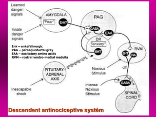 Descendent antinociceptive systém
Enk – enkefalinergic
PAG – paraaqueductal gray
EAA – excitatory amino acids
RVM – rostral ventro-medial medulla
 