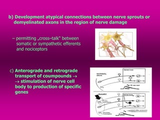 b) Development atypical connections between nerve sprouts or
demyelinated axons in the region of nerve damage
– permitting „cross–talk“ between
somatic or sympathetic efferents
and nociceptors
c) Anterograde and retrograde
transport of coumpounds 
 stimulation of nerve cell
body to production of specific
genes
 