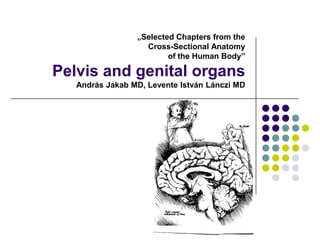 „Selected Chapters from the
                   Cross-Sectional Anatomy
                         of the Human Body”

Pelvis and genital organs
   András Jakab MD, Levente István Lánczi MD
 