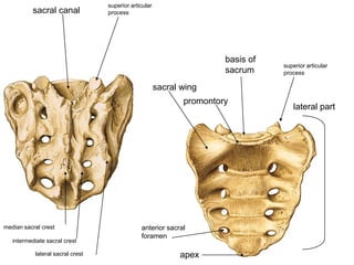 pelvis | PPTX