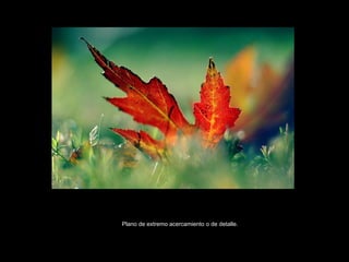 Plano de extremo acercamiento o de detalle. 