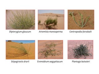 Dipterygium glaucum Artemisia monosperma Centropodia forsskalii
Stipagrostis drarii Eremobium aegyptiacum Plantago boissieri
 