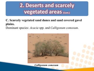 C. Scarcely vegetated sand dunes and sand covered gavel
plains.
Dominant species: Acacia spp. and Calligonum comosum.
Calligonum comosum
 