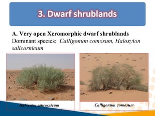 A. Very open Xeromorphic dwarf shrublands
Dominant species: Calligonum comosum, Haloxylon
salicornicum
Calligonum comosum
 