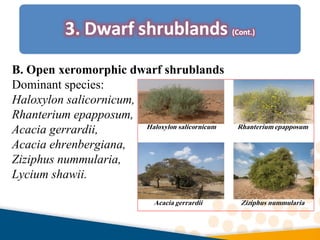 B. Open xeromorphic dwarf shrublands
Dominant species:
Haloxylon salicornicum,
Rhanterium epapposum,
Acacia gerrardii,
Acacia ehrenbergiana,
Ziziphus nummularia,
Lycium shawii.
 