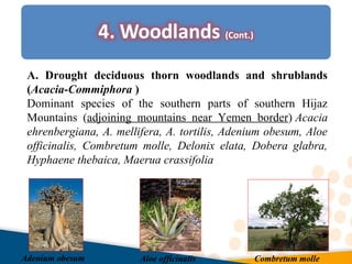 A. Drought deciduous thorn woodlands and shrublands
(Acacia-Commiphora )
Dominant species of the southern parts of southern Hijaz
Mountains (adjoining mountains near Yemen border) Acacia
ehrenbergiana, A. mellifera, A. tortilis, Adenium obesum, Aloe
officinalis, Combretum molle, Delonix elata, Dobera glabra,
Hyphaene thebaica, Maerua crassifolia
Adenium obesum Aloe officinalis Combretum molle
 