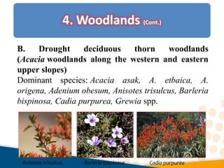 B. Drought deciduous thorn woodlands
(Acacia woodlands along the western and eastern
upper slopes)
Dominant species: Acacia asak, A. etbaica, A.
origena, Adenium obesum, Anisotes trisulcus, Barleria
bispinosa, Cadia purpurea, Grewia spp.
Anisotes trisulcus Barleria bispinosa Cadia purpurea
 