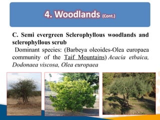 C. Semi evergreen Sclerophyllous woodlands and
sclerophyllous scrub
Dominant species: (Barbeya oleoides-Olea europaea
community of the Taif Mountains) Acacia etbaica,
Dodonaea viscosa, Olea europaea
 