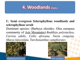 C. Semi evergreen Sclerophyllous woodlands and
sclerophyllous scrub
Dominant species: (Barbeya oleoides- Olea europaea
community of Asir Mountains) Buddleja polystachya,
Carrisa edulis, Celtis africana, Nuxia congesta,
Maesa lanceolata, Tarchonanthus camphorates
Buddleja polystachya Olea europaea
 