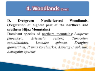 D. Evergreen Needle-leaved Woodlands.
(Vegetation of highest part of the northern and
southern Hijaz Mountains)
Dominant species of northern mountains: Juniperus
phoenicea, Artemisia seiberi, Tanacetum
santolinioides, Launaea spinosa, Eringium
glomeratum, Prunus korshinskyi, Asperagus aphyllus,
Astragalus sparsus
 