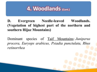 D. Evergreen Needle-leaved Woodlands.
(Vegetation of highest part of the northern and
southern Hijaz Mountains)
Dominant species of Taif Mountains: Juniperus
procera, Euryops arabicus, Psiadia punctulata, Rhus
retinorrhea
 