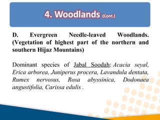 D. Evergreen Needle-leaved Woodlands.
(Vegetation of highest part of the northern and
southern Hijaz Mountains)
Dominant species of Jabal Soodah: Acacia seyal,
Erica arborea, Juniperus procera, Lavandula dentata,
Rumex nervosus, Rosa abyssinica, Dodonaea
angustifolia, Carissa edulis .
 