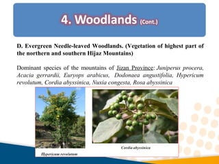 D. Evergreen Needle-leaved Woodlands. (Vegetation of highest part of
the northern and southern Hijaz Mountains)
Dominant species of the mountains of Jizan Province: Juniperus procera,
Acacia gerrardii, Euryops arabicus, Dodonaea angustifolia, Hypericum
revolutum, Cordia abyssinica, Nuxia congesta, Rosa abyssinica
 