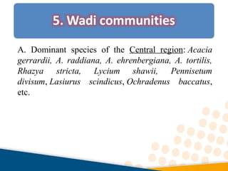 A. Dominant species of the Central region: Acacia
gerrardii, A. raddiana, A. ehrenbergiana, A. tortilis,
Rhazya stricta, Lycium shawii, Pennisetum
divisum, Lasiurus scindicus, Ochradenus baccatus,
etc.
 