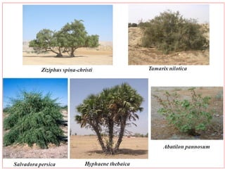 Plant communities within Saudi Arabia