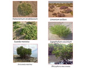 Halocnemum strobilaceum Limonium axillare
Suaeda monoica Zygophyllum coccinium
Avicennia marina
Rhizophora mucronata
 