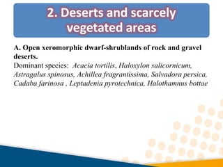 A. Open xeromorphic dwarf-shrublands of rock and gravel
deserts.
Dominant species: Acacia tortilis, Haloxylon salicornicum,
Astragalus spinosus, Achillea fragrantissima, Salvadora persica,
Cadaba farinosa , Leptadenia pyrotechnica, Halothamnus bottae
 