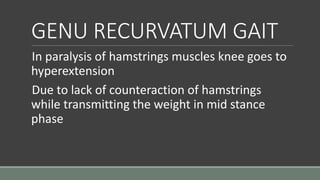 GENU RECURVATUM GAIT
In paralysis of hamstrings muscles knee goes to
hyperextension
Due to lack of counteraction of hamstrings
while transmitting the weight in mid stance
phase
 