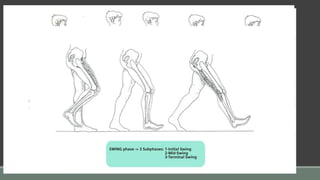 STANCE PHASE :
Defined as the time during which the limb is in contact with
the ground and supporting the weight of the body from heel
strike to toe off.
SWING PHASE:
Defined as the time period during which the limb is off the
ground and advancing forward, the body weight supported by
contralateral limb. i.e acceleration to decelaration
 