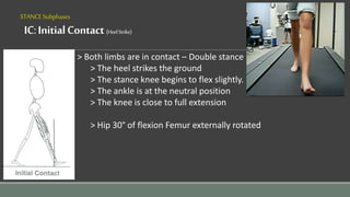 STANCESubphases
IC:InitialContact(HeelStrike)
> Both limbs are in contact – Double stance
> The heel strikes the ground
> The stance knee begins to flex slightly.
> The ankle is at the neutral position
> The knee is close to full extension
> Hip 30° of flexion Femur externally rotated
 