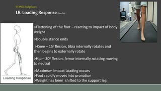 STANCESubphases
LR:LoadingResponse(FootFlat)
>Flattening of the foot – reacting to impact of body
weight
>Double stance ends
>Knee – 15o flexion, tibia internally rotates and
then begins to externally rotate
>Hip – 30o flexion, femur internally rotating moving
to neutral
>Maximum Impact Loading occurs
>Foot rapidly moves into pronation
>Weight has been shifted to the support leg
 