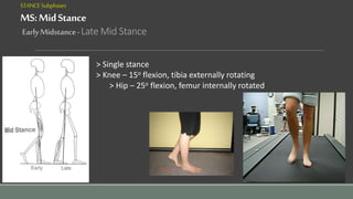STANCESubphases
MS:MidStance
EarlyMidstance-Late Mid Stance
> Single stance
> Knee – 15o flexion, tibia externally rotating
> Hip – 25o flexion, femur internally rotated
 