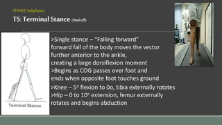 STANCESubphases
TS:TerminalStance(Heel-off)
>Single stance – “Falling forward”
forward fall of the body moves the vector
further anterior to the ankle,
creating a large dorsiflexion moment
>Begins as COG passes over foot and
ends when opposite foot touches ground
>Knee – 5o flexion to 0o, tibia externally rotates
>Hip – 0 to 10o extension, femur externally
rotates and begins abduction
 