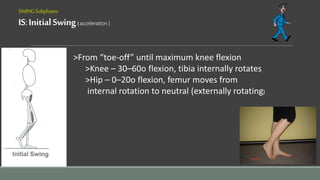 SWINGSubphases
IS:InitialSwing(acceleration )
>From “toe-off” until maximum knee flexion
>Knee – 30–60o flexion, tibia internally rotates
>Hip – 0–20o flexion, femur moves from
internal rotation to neutral (externally rotating)
 