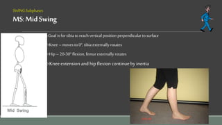 SWINGSubphases
MS:MidSwing
>Goal is for tibia to reach vertical position perpendicular to surface
>Knee–moves to 0o, tibia externally rotates
>Hip –20-30o flexion, femur externally rotates
>Knee extension and hip flexion continue by inertia
 