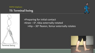 SWINGSubphases
TS:TerminalSwing
>Preparing for initial contact
>Knee – 0o, tibia externally rotated
>Hip – 30o flexion, femur externally rotates
 
